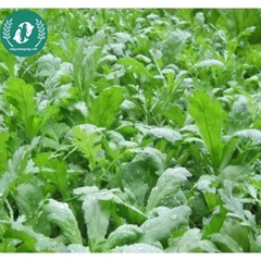 Hạt giống cải cúc (tần ô)