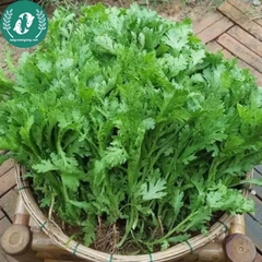 Hạt giống cải cúc (tần ô)
