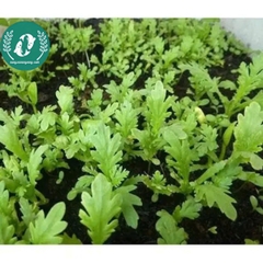 Hạt giống cải cúc (tần ô)