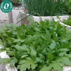 Hạt giống cải cúc (tần ô)