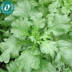 Hạt giống cải cúc (tần ô)