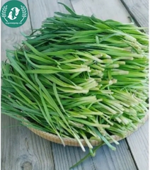 Hạt giống hẹ lá