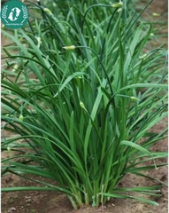 Hạt giống hẹ lá