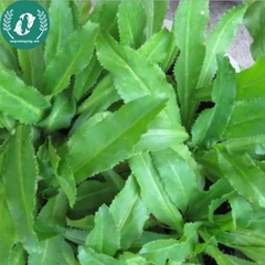 Hạt giống rau mùi tàu (ngò gai)