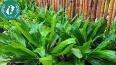 Hạt giống rau mùi tàu (ngò gai)