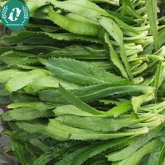 Hạt giống rau mùi tàu (ngò gai)