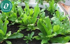 Hạt giống rau mùi tàu (ngò gai)