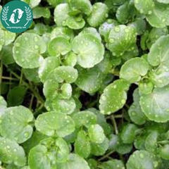 Hạt giống cải xà lách son