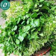 Hạt giống cải xà lách son