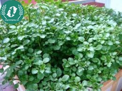 Hạt giống cải xà lách son