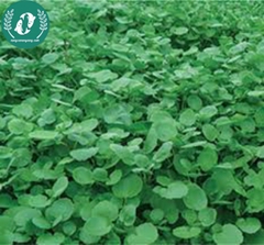 Hạt giống cải xà lách son