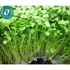 Hạt giống cải xà lách son