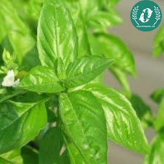 Hạt giống rau húng quế trắng