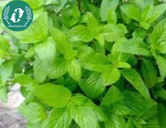 Hạt giống rau húng quế trắng