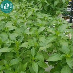 Hạt giống rau húng quế trắng