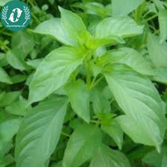 Hạt giống rau húng quế trắng