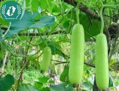 Hạt giống bầu sao
