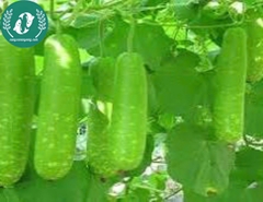 Hạt giống bầu sao