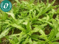 Hạt giống rau diếp thơm (xa lát)