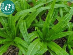 Hạt giống rau diếp thơm (xa lát)