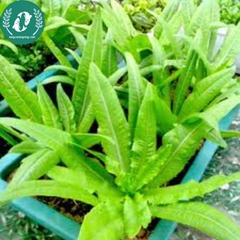 Hạt giống rau diếp thơm (xa lát)
