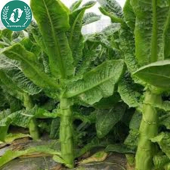 Hạt giống rau diếp thơm (xa lát)