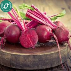 Hạt giống củ dền đỏ