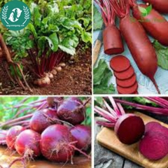 Hạt giống củ dền đỏ