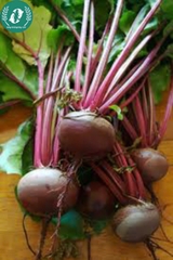 Hạt giống củ dền đỏ
