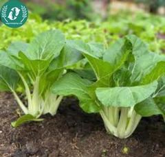 Hạt giống cải bẹ trắng