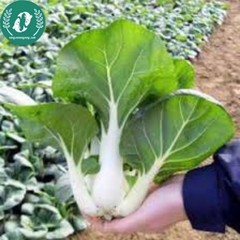 Hạt giống cải bẹ trắng