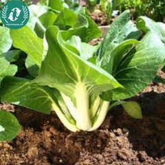 Hạt giống cải bẹ trắng