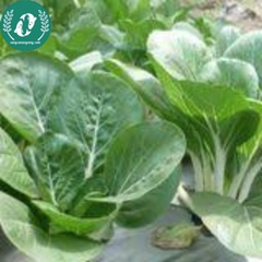 Hạt giống cải bẹ trắng