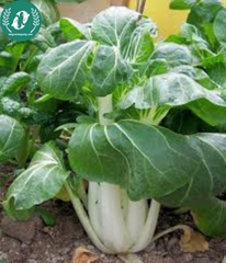 Hạt giống cải bẹ trắng