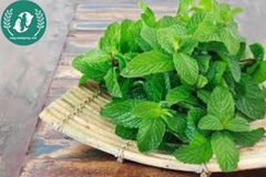 Hạt giống rau húng lũi