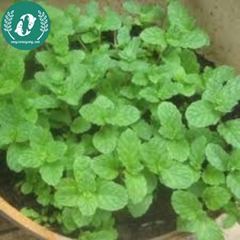 Hạt giống rau húng lũi
