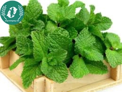 Hạt giống rau húng lũi