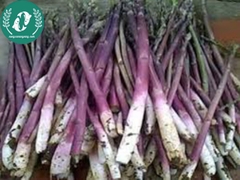 Hạt giống măng tây