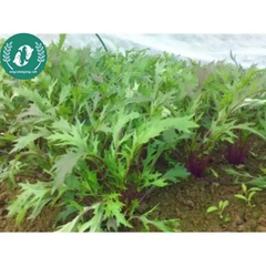 Hạt giống cải đuôi phụng
