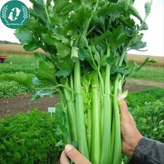 Hạt giống rau cần tây