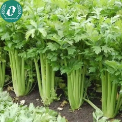 Hạt giống rau cần tây