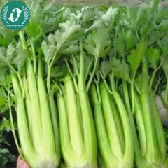 Hạt giống rau cần tây