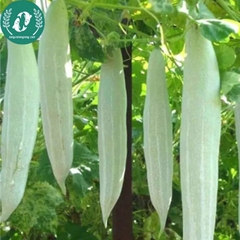 Hạt giống quả lặc lày (mướp ngọt)