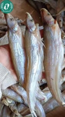 Khô cá chèn
