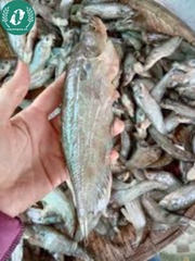 Khô cá chèn