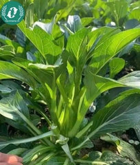Hạt giống cải ngồng