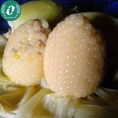 Hạt giống Ngô (bắp)