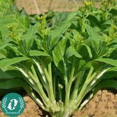 Hạt giống cải ngồng