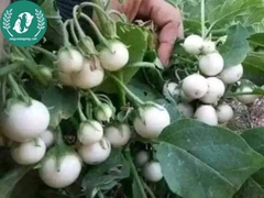 Hạt giống cà pháo