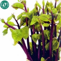 Hạt giống rau mồng tơi